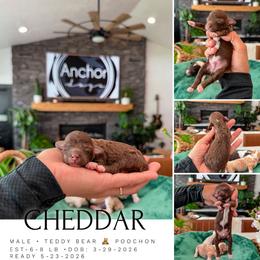 C H E D D A R - ( Poochon teddy bear ) - male Cavapoochon puppy in Pleasant View, Utah from Anchor Dogs
