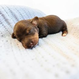 Chase- CKC Registration - Chocolate and tan male Dachshund puppy in East Bend, North Carolina from Yadkin Valley Dachshunds