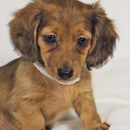 Sand - Red female Dachshund puppy in Sacramento, California from MiniDoxPups