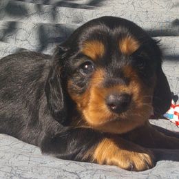 Alice - Black and tan female Dachshund puppy in Summerfield, Florida from D & B Ranchette