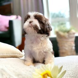 Shih Tzu Puppies from Rollins Farms Shih Tzus