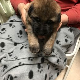 Boy 4 - German Shepherd puppy in Ostrander, Ohio from HVC Kennels-Home of Von Monray Elite German Shepherds
