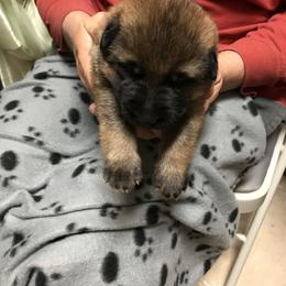 Boy 4 - German Shepherd puppy in Ostrander, Ohio from HVC Kennels-Home of Von Monray Elite German Shepherds