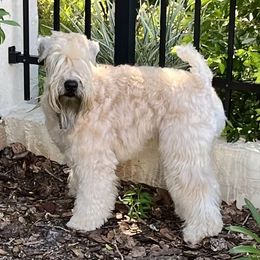 Turbo - Soft Coated Wheaten Terrier