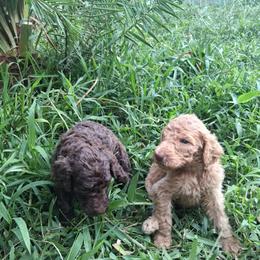 Maku - Cafe au lait male Poodle puppy in Kapaa, Hawaii from Kauai Poodles