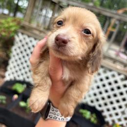 Jake - Cream male Dachshund puppy in Stilwell, Oklahoma from Rustic Tails