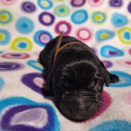 Doc - Black male Labrador Retriever puppy in Bemidji, Minnesota from Northern Star Elite Quality Labrador Retrievers