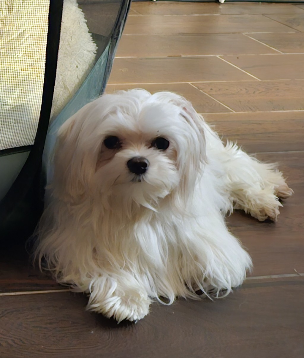 Rip - Maltese