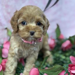 Giselle G3 - Red female Cockapoo puppy in Haines City, Florida from Camic Cockapoos