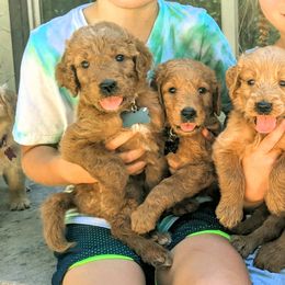 Goldendoodles and Golden Retrievers from Top of the Hill Goldens