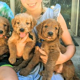Goldendoodles and Golden Retrievers from Top of the Hill Goldens