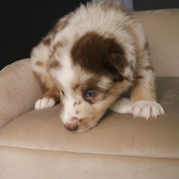 Australian Shepherd Puppies from Kiki's Aussies