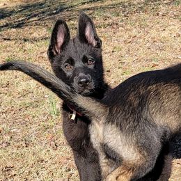 German Shepherd Puppies from BlackIce Siberians & German Shepherds