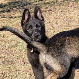 German Shepherd Puppies from BlackIce Siberians & German Shepherds