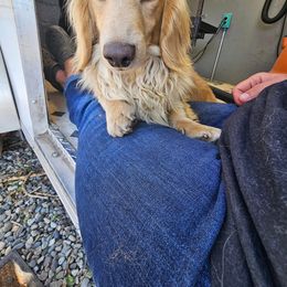 Dachshund All Grown Up from Western Slope Weenies