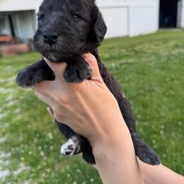 Bedlington Terrier puppies from Three Silo Bedlington Terriers