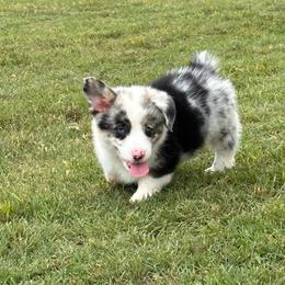 Riley - Blue merle and white male American Corgi puppy in Hico, Texas from Chisholm Trail Kennels