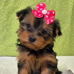 Stella - Blue and gold female Yorkshire Terrier puppy in Monticello, Iowa from Ashley’s Puppies