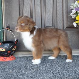 Australian Shepherd Puppies from Kim Rapps Australian Shepherds