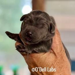 Spice - Black male Labrador Retriever puppy in Sullivan, Missouri from O’Dell Labs