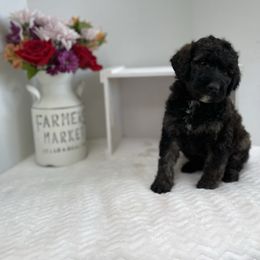 Sheepadoodle Puppies from Smokey Mountain Sheepadoodles