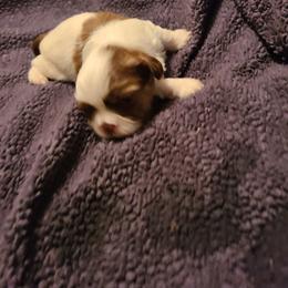 Shih Tzu Puppies from Tammy's Shihtzu Shack