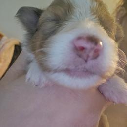 Alfredo - White and sable merle male Shetland Sheepdog puppy in West Bend, Wisconsin from Kaytea Shelties