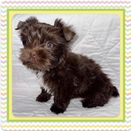 Xane - Parti male Yorkshire Terrier puppy in Annandale, Virginia from Artisan Yorkies LLC