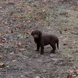 Purple - Brown female Chesapeake Bay Retriever puppy in Michigan from Blackwood Chesapeakes