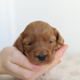 Purple - Red female Australian Labradoodle puppy in Williamstown, New York from Lewis Manor Labradoodles