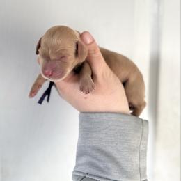 Eloise - Red female Dachshund puppy in Greenfield Center, New York from Ridgeview Springers & Dachshunds
