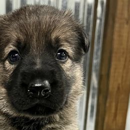 Girl 2 - Sable German Shepherd puppy in Terrell, Texas from Von Brodek Kennels