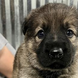 Girl 2 - Sable German Shepherd puppy in Terrell, Texas from Von Brodek Kennels