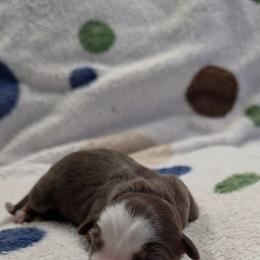 Josey - Red tri-color female Miniature American Shepherd puppy in Leonard, Texas from Tin Roof Aussies
