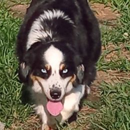 Luna - Miniature Australian Shepherd