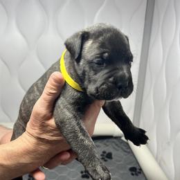 Bullmastiff Puppies from Fernandes’ Guardians Bullmastiff