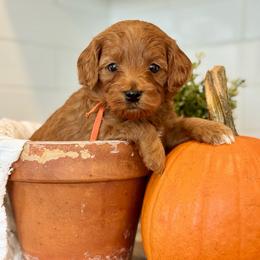Orange - Red  male Goldendoodle puppy in Hesperia, Michigan from Red Acres Poodles & Doodles