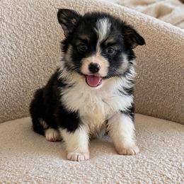 Girl 1. - Black and tan female Pembroke Welsh Corgi puppy in Huntington Beach, California from Gingerbread