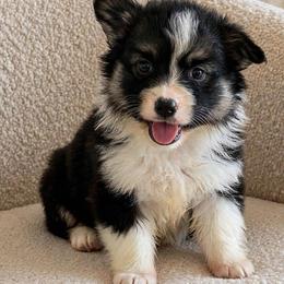 Girl 1. - Black and tan female Pembroke Welsh Corgi puppy in Huntington Beach, California from Gingerbread