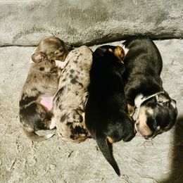 Dachshund Puppies from Hernandez Mini Deli Cutz