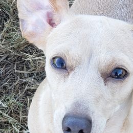 Dachshunds from Long'd Fore Dachshunds