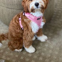Henrietta - Goldendoodle