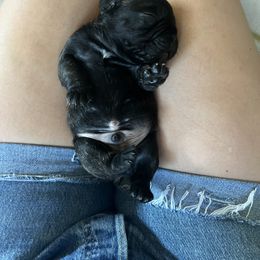 French Bulldog Puppies from Ayala’s