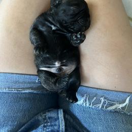 French Bulldog Puppies from Ayala’s