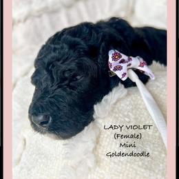 LADY VIOLET - Black female Goldendoodle puppy in Houston, Texas from Pia’s Doodle Poodle Wag