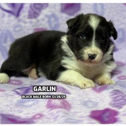 Garlin - Black & white male Australian Shepherd puppy in Bethany, Connecticut from Wynter Thyme Manor Australian shepherds