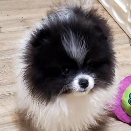 Buster - Black parti male Pomeranian puppy in Forsyth, Illinois from Amazing Grace Pomeranians