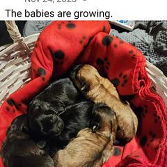 Shichon Puppies from Shichon Teddybear  puppies of Miss