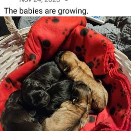 Shichon Puppies from Shichon Teddybear  puppies of Miss