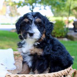 Onyx - Tri-color male Bernedoodle puppy in Apple Creek, Ohio from Cuddle Paws